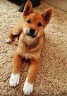 Dog for adoption - Toto, a Shiba Inu Mix in Silverdale, WA ...