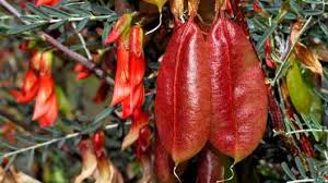 Image result for Lessertia macrostachya