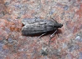 Image result for Pyla fusca