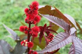 Image result for Ricinus