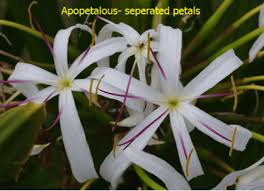 Image result for Pavetta sp. D