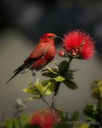Birds Of Prey Flower Meaning Pin By Loi Ricker On Birds Flowers Backyard Birds Beautiful Birds Bird Identification