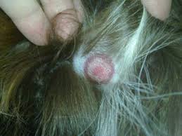 There is not usually a lump with this type, and the cancer may not be visible on a mammogram. What Does A Cancerous Tumor Look Feel Like On A Dog Pet Life Today