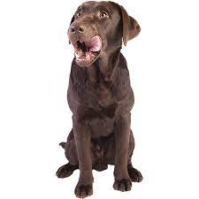 A Cutout Photo Of An Enthusiastic Chocolate Lab Pup Waiting For Supper Best Dry Dog Food Dog Pumpkin Good Doggies Online