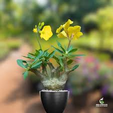 Image result for Pachypodium