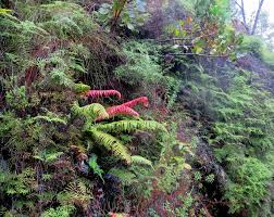 Image result for Blechnum attenuatum