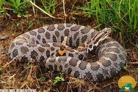 Center For Bio Div On Twitter Poisonous Snakes Reptile Snakes Rattlesnake