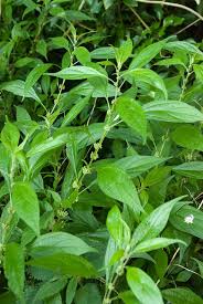 Image result for Parietaria