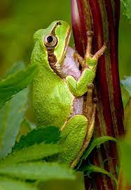 Tree Frog