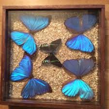 Cadre Papillons Morpho Sous Verre Taxidermie Cabinet Curiosite Papillon Morpho Sous Verre Cabinet De Curiosite