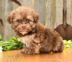 Lancaster puppies advertises puppies for sale in pa, as well as ohio, indiana, new york and other. Havanese Puppies For Sale Lancaster Puppies