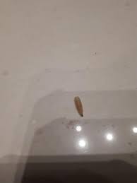 Contractor said it was on a worm bed. What Is This Worm I Found In My Kitchen Whatisthisthing