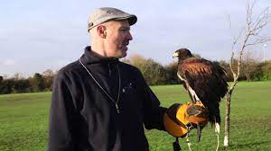 Our service comes with insurance and will help prevent future bird pigeon pest control & bird proofing in london. Falconry Hawk Bird Of Prey Pest Control Jg Pest Control