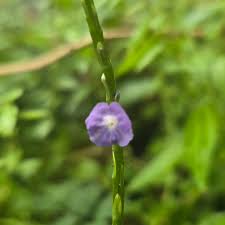 Image result for Stachytarpheta indica