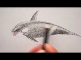 Orca Wal Zeichnen Lernen How To Draw A Killer Whale Kak Narisovat Kasatku Youtube