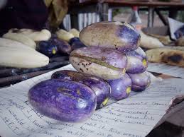 Image result for Pachylobus edulis