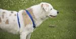 Australian Shepherd Lab Mix – Meet the Aussiedor - My Dog ...
