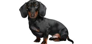 Plus, the line between mini and standard dachshunds can sometimes seem blurry. In3 I4d0fs7glm