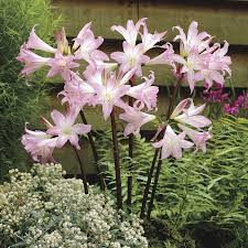 Check spelling or type a new query. R They Perennials Pink Flowers Long Stem No Leaves Bloom In August Flowers Forums