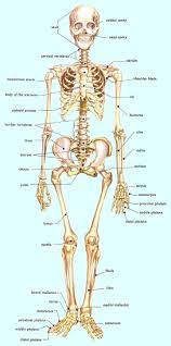 Anatomy Of Bones In Human Skeleton 17 Ideas About Human Skeleton Bones On Pinterest Human Skeleton Human Skeleton Anatomy Anatomy Bones Medical Anatomy