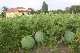 Cara membuat air tembikai campur susu, sangat mudah dan tak sampai 15 minit membuatnya. Tembikai Sumber Rezeki Agro Malaysia