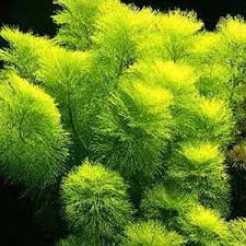 Image result for Limnophila indica