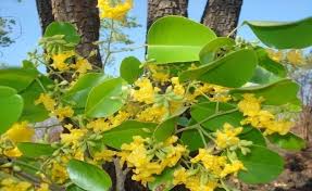 Image result for Sphaeranthus flexuosus