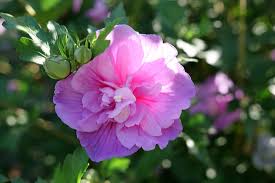 Image result for Hibiscus syriacus ´Pink Chiffon