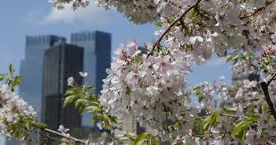 Although wildflowers are adored in the garden by bees. Central Park New York City Stock Footage Video 100 Royalty Free 8309329 Shutterstock
