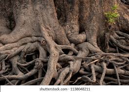 Plants, unlike the majority of animals, remain fixed in one place absorbing food from their environment. Exposed Root System Giant Exposed Roots Stock Photo Edit Now 1138048211