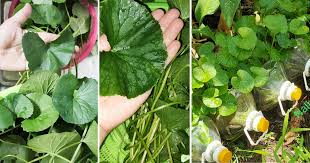 Selain keenakkannya dibuat ulam, pegaga juga mempunyai banyak khasiat dan zat makanan sesuai dengan khasiat daun pegaga yang mempunyai daya antiseptik menjadikan sabun pegaga. Kalau Tanam Pegaga Ikut Tip Ini Supaya Daunnya Subur Lebar Warna Hijau Cantik Vanilla Kismis