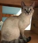 What Does a Lynx-Point Siamese Cat Look Like? | Reference
