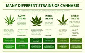 Said to provide a buzzing energy and uplifting mood, sativa strains are more commonly used in the am hours. Indica Vs Sativa Understanding The Difference The Woods Detroit