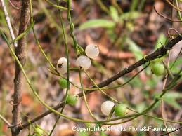 Image result for Cassytha filiformis