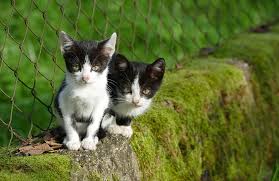 6 Astuces Pour Eloigner Les Chats Du Jardin Ou Potager