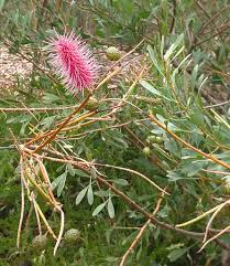 Image result for Psychotria sublyrata