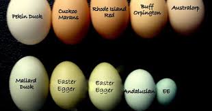 Black Australorp Egg Color Which Breeds Of Chickens Lay Colored Eggs Chicken Egg Colors Chickens Backyard Coloring Eggs