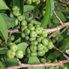 Image result for Margaritaria