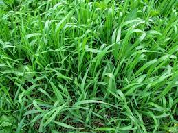 We did not find results for: Eliminating Quackgrass How To Get Rid Of Quackgrass