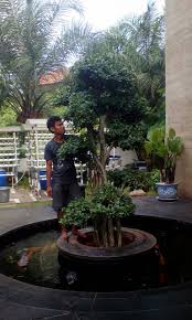 Tukang Taman Murah Jual Bonsai Beringin Korea Tanaman Hias Tukang Taman