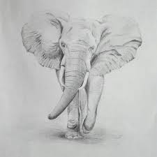 El elefante marino del sur o mirounga leonina, es una de las diecinueve especies de mamíferos marinos en la familia de las focas genuinas. Dibujos A Lapiz Faciles De Elefantes Novocom Top