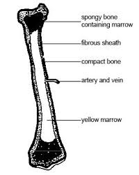 The epiphyseal line is a remnant of an area that contained hyaline cartilage that grew during childhood to lengthen the bone. Anatomy And Physiology Of Animals The Skeleton Wikibooks Open Books For An Open World