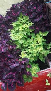 Image result for Coleus thyrsoideus
