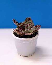 Image result for Kalanchoe humilis