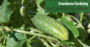 Sprinkle the marketmore cucumber seeds evenly across the top of the compost so they have enough room to grow, or you can plant them in individual cells then cover with another layer of compost. How To Grow Cucumbers In A Greenhouse