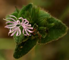 Image result for Elephantopus