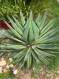 Image result for Agavaceae
