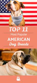 most popular american dog breeds top 10 with pictures american dog dog breeds most popular dog breeds