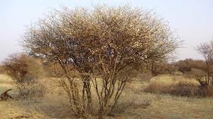 Image result for Acacia mellifera