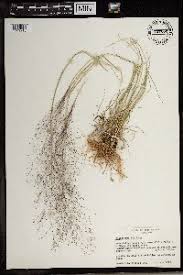 Image result for Sporobolus agrostoides